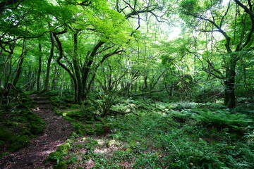 spring path through old wild forest
