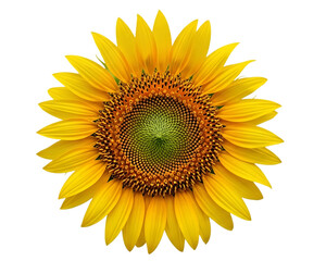 Fototapeta premium Cheerful Golden Yellow Sunflower Head with Spiral Center, isolated on a transparent background.