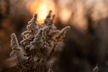 Suche kwiaty na łące pokryte szronem w ciepłym świetle wschodu słońca © Elżbieta Kaps