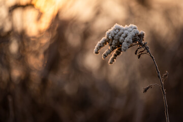 Suche kwiaty na łące pokryte szronem w ciepłym świetle wschodu słońca © Elżbieta Kaps