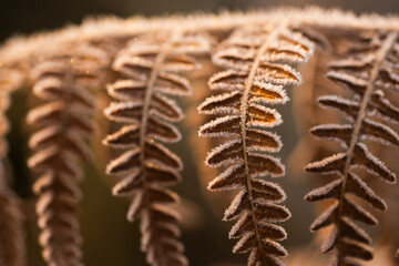 Suche liście paproci w złotym kolorze pokryte szronem w ciepłym porannym świetle