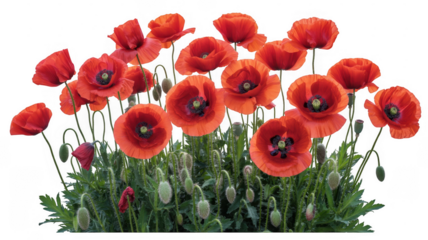 Red poppies with green stems and leaves flowers green leaves isolated on a transparent background