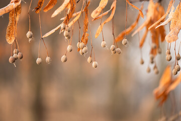 Wiszące owoce lipy zimą w ciepłym pomarańczowym świetle, selektywna ostrość i rozmyte tło