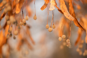 Wiszące owoce lipy zimą w ciepłym pomarańczowym świetle, selektywna ostrość i rozmyte tło