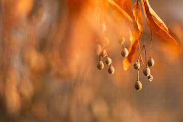 Wiszące owoce lipy zimą w ciepłym pomarańczowym świetle, selektywna ostrość i rozmyte tło