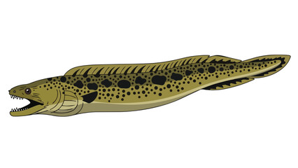 Naklejka premium Illustrative depiction of a formidable moray eel showcasing its patterned body and sharp teeth against a stark white backdrop