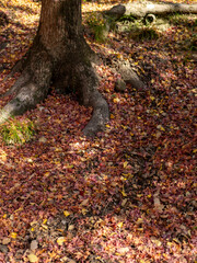 山に広がる紅葉の落葉