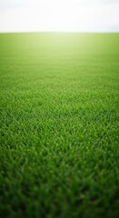 Fresh green grass field under soft daylight with natural background