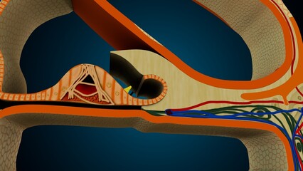 Ear part of cochlea image in background colour of blue anatomy. 3d render © PIC4U