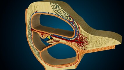 Ear part of cochlea image in background colour of blue anatomy. 3d render © PIC4U