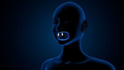 Teeth incisor parts anatomy. 3d illustrations