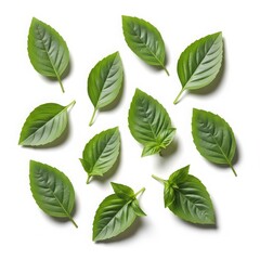 Fototapeta premium Fresh basil leaves arranged on white background