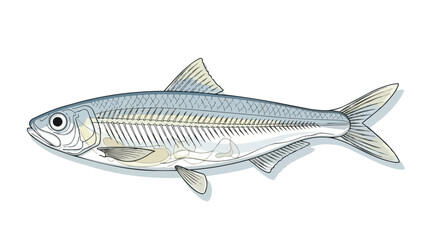 Fototapeta premium Detailed Illustration of a Herring's Anatomy and Skeletal Structure Against a White Background