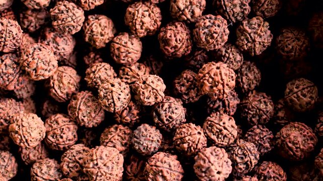 Close up view of dried rudraksha beads used for spiritual prayer jewelry meditation and protective rituals showing sacred texture natural form and esoteric symbolism popular in Indian culture