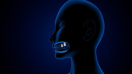Obraz premium Teeth incisor and molar anatomy. 3d render