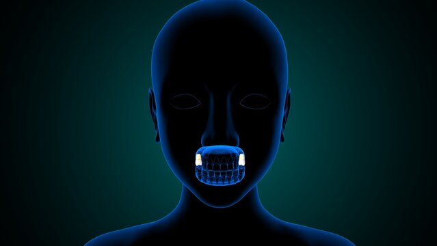 Teeth incisor and molar anatomy. 3d render