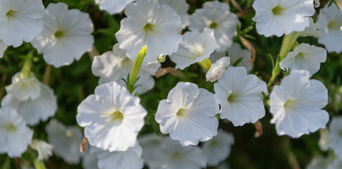 Petunia blossom. White petunia garden flower growing. Petunia flower in nature. Summer nature. White inflorescences of flowering plant. Flower of petunia. Flowering background