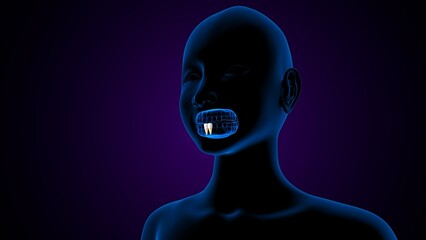 Tooth incisors parts anatomy. 3d illustartions