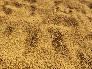 Close-up view of golden paddy rice grains spread evenly, creating a rich natural texture background. This high-resolution image highlights harvested rice seeds with warm earthy tones, symbolizing agri