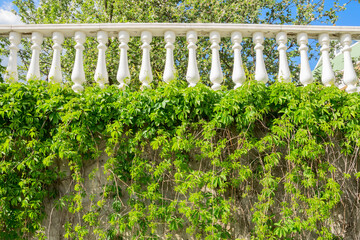 White balustrade on  a background of green plants