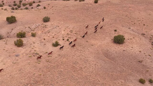 High-angle drone shot of wild horses running in a long, spaced-out line across the desert flats. The extended formation creates a powerful visual vector of migration and wilderness travel.