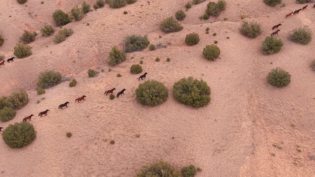 Aerial view of wild mustangs running in a single file line across the high desert. The herd moves diagonally through the red earth terrain, showcasing natural behavior and herd dynamics.