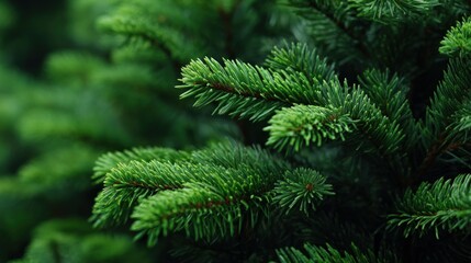Obraz premium Close-up of lush green pine needles, showcasing vibrant foliage and natural texture, ideal for nature enthusiasts and botanical studies.