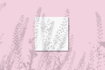 Natural light casts shadows from the field grass on square sheet of white paper lying on a pink background. Mockup