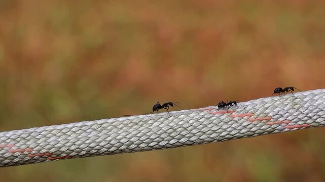 Close-up of several black ants (Lasius niger) walking along a frayed synthetic rope with a blurred background. Concept of teamwork, hard work, and persistent labor in the natural world.