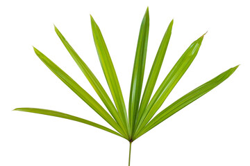  Tropical Rhapis excelsa foliage, vibrant green fan leaves, minimal style, isolated on white.