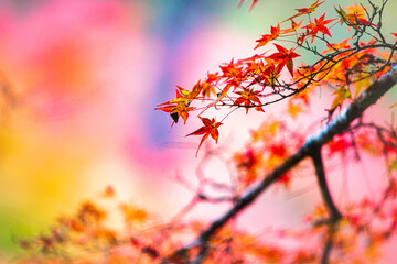 日本の田舎の山間では秋になると紅葉が色づきます