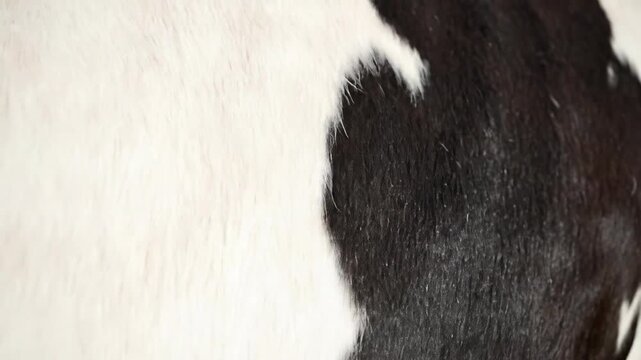 Close-up texture of black and white cowhide showing detailed fur patterns and contours for organic textile design concepts
