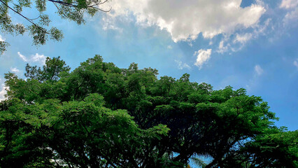 Fototapeta premium Lush green tree canopy under a bright blue sky with white clouds, showcasing diverse foliage and natural environment, ideal for eco-friendly themes.