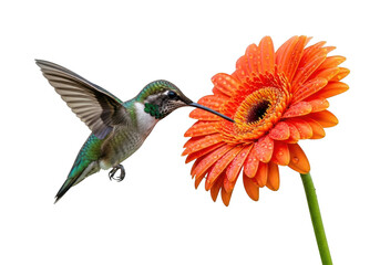 Naklejka premium Hummingbird feeding on vibrant orange gerbera daisy with extended beak on transparent background