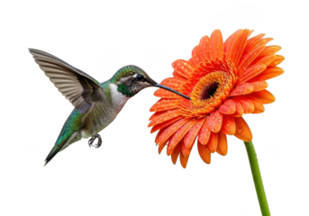 Hummingbird feeding on vibrant orange gerbera daisy with extended beak on transparent background