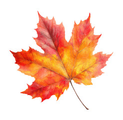 Fototapeta premium Maple leaf displaying vibrant autumn colors of red orange and yellow isolated on transparent background