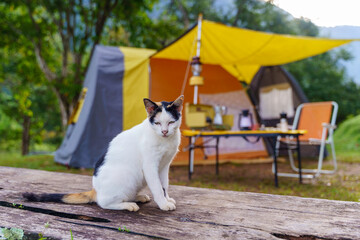 A cute white cat sits on a sunlit wooden deck, gazing at the natural scenery. These little pets are happily enjoying an outdoor photoshoot.