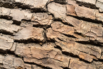 Brown bark of an old large tree. Tree bark texture