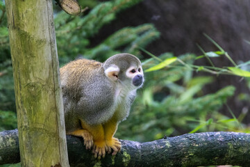 Obraz premium Samiri commun