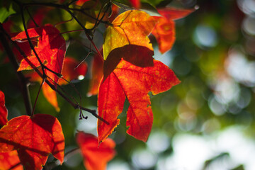 Travel to Phu Kradueng