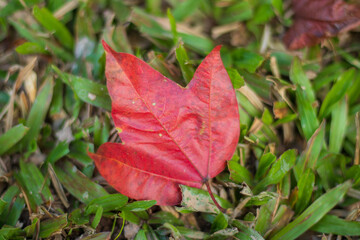 Travel to Phu Kradueng