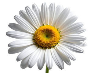 Fototapeta premium - Single common daisy flower front view, white petals yellow center, isolated PNG 