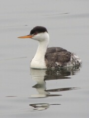 A western grebe floats along