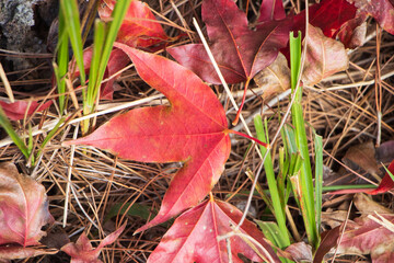 Travel to Phu Kradueng