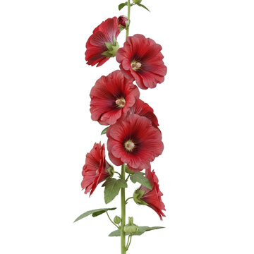 Red hollyhock flower stem isolated on transparent background isolated on transparent background