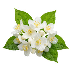 Fototapeta premium White jasmine flowers with green leaves isolated on transparent background isolated on transparent background