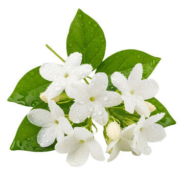 White jasmine flowers with water droplets isolated on transparent background isolated on transparent background