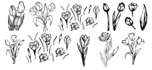 Tulip flower botanical sketch outline illustration in classic engraving style. Hand drawn spring tulip flowers vector line art with clean details, suitable for botanical designs, floral branding,