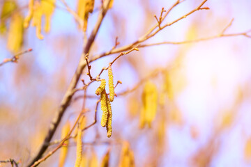 Macro shot of pollen-covered catkins in spring