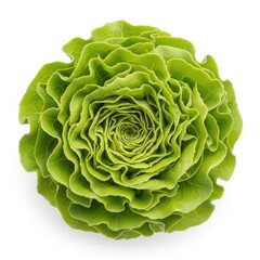 Obraz premium Fresh green lettuce head on white background